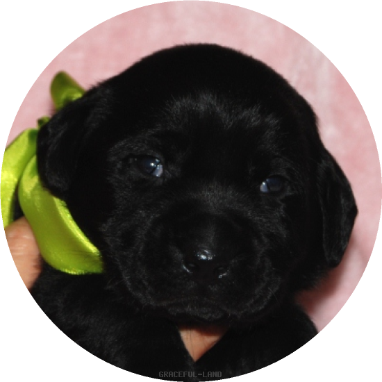 男の子(黄緑 母犬エメラルド)(A child of & ) 男の子(黄緑 母犬エメラルド)